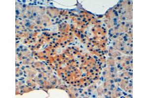Immunohistochemistry (4μg/ml) staining of paraffin embedded Human Pancreas.