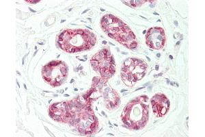 Anti-KANSL3 antibody IHC staining of human breast. (KANSL3 Antikörper  (AA 398-427))