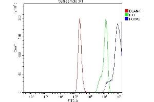 Flow Cytometry analysis of 293T cells using anti-FOXA2 antibody (ABIN7600003).