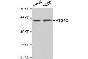 Western blot analysis of extracts of Jurkat and HL60 cell lines, using ATG4C antibody. (ATG4C Antikörper)