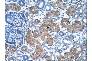 Image no. 1 for anti-Argininosuccinate Synthase 1 (ASS1) (C-Term) antibody (ABIN320630) (ASS1 Antikörper  (C-Term))