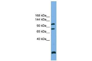 PPP6R1 antibody used at 1 ug/ml to detect target protein.