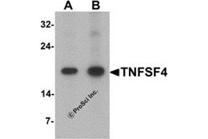 Western Blotting (WB) image for anti-Tumor Necrosis Factor (Ligand) Superfamily, Member 4 (TNFSF4) (C-Term) antibody (ABIN1077446)