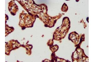 IHC image of ABIN7158336 diluted at 1:300 and staining in paraffin-embedded human placenta tissue performed on a Leica BondTM system. (LMCD1 Antikörper  (AA 105-268))