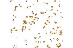 Immunocytochemistry (ICC) image for anti-Paired Box 8 (PAX8) (AA 225-275) antibody (ABIN7795777) (Rekombinanter PAX8 Antikörper  (AA 225-275))