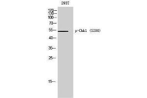 Western Blotting (WB) image for anti-Checkpoint Kinase 1 (CHEK1) (pSer280) antibody (ABIN3181960) (CHEK1 Antikörper  (pSer280))
