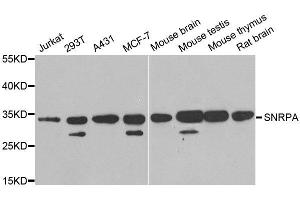 Western blot analysis of extracts of various cell lines, using SNRPA antibody. (SNRPA1 Antikörper)