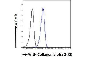 ABIN185560 Flow cytometric analysis of paraformaldehyde fixed A431 cells (blue line), permeabilized with 0. (COL11A2 Antikörper  (Internal Region))