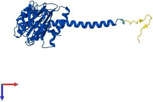 ARPC2 Protein (AA 1-300) (His tag)