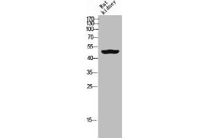Western Blot analysis of RAT-kidney cells using GDF-6 Polyclonal Antibody (GDF6 Antikörper  (Internal Region))