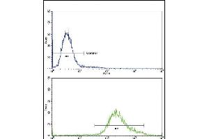 Flow cytometric analysis of K562 cells using Klotho Antibody (C-term)(bottom histogram) compared to a negative control cell (top histogram)FITC-conjugated goat-anti-rabbit secondary antibodies were used for the analysis. (Klotho Antikörper  (C-Term))