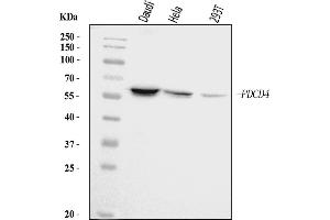 Western blot analysis of PDCD4 using anti-PDCD4 antibody (ABIN5518943). (PDCD4 Antikörper  (AA 346-446))