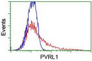 Image no. 2 for anti-Poliovirus Receptor-Related 1 (Herpesvirus Entry Mediator C) (PVRL1) antibody (ABIN1499676) (PVRL1 Antikörper)