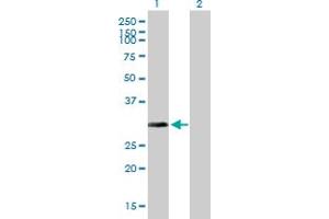 Western Blot analysis of ARD1A expression in transfected 293T cell line by ARD1A MaxPab polyclonal antibody.