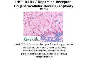 Image no. 1 for anti-Dopamine Receptor D5 (DRD5) (3rd Extracellular Domain) antibody (ABIN1733788) (DRD5 Antikörper  (3rd Extracellular Domain))