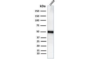Western Blot Analysis for human Liver tissue lysate using Adipophilin Recombinant Rabbit Monoclonal Antibody (ADFP/2755R). (Rekombinanter ADRP Antikörper  (AA 249-376))
