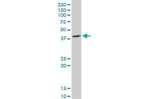 Western Blotting (WB) image for anti-DnaJ (Hsp40) Homolog, Subfamily B, Member 6 (DNAJB6) (AA 1-326) antibody (ABIN523420)