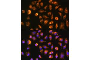 Immunofluorescence analysis of L929 cells using FGF2 Rabbit pAb (ABIN3020744, ABIN3020745, ABIN3020746 and ABIN6213702) at dilution of 1:100 (40x lens). (FGF2 Antikörper  (AA 143-288))