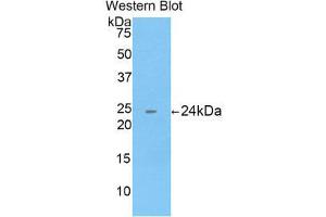 Western Blotting (WB) image for anti-Cathepsin B (CTSB) (AA 129-333) antibody (ABIN1858539) (Cathepsin B Antikörper  (AA 129-333))