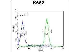 FBXW12 Antibody (C-term) (ABIN654226 and ABIN2844060) flow cytometric analysis of K562 cells (right histogram) compared to a negative control cell (left histogram). (FBXW12 Antikörper  (C-Term))