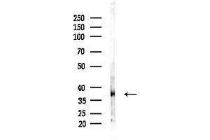 anti-Mitochondrial Calcium Uniporter (MCU) (Internal Region) antibody