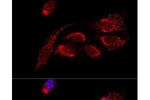 Confocal immunofluorescence analysis of U2OS cells using ATP5H Polyclonal Antibody at dilution of 1:100. (ATP5H Antikörper)