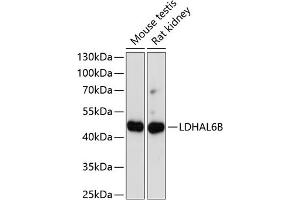 Western blot analysis of extracts of various cell lines, using LDHB antibody (ABIN7268168) at 1:1000 dilution. (LDHAL6B Antikörper  (AA 1-80))