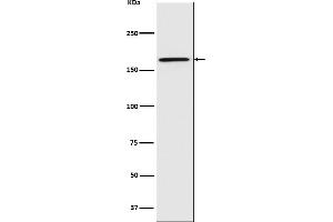 Western blot analysis of Caspr expression in U87-MG cell lysate.