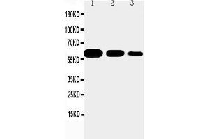 Anti-CD40 antibody, Western blotting Lane 1: Recombinant Mouse CD 40 Protein 10ng Lane 2: Recombinant Mouse CD 40 Protein 5ng Lane 3: Recombinant Mouse CD 40 Protein 2. (CD40 Antikörper  (N-Term))