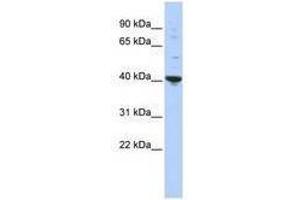Image no. 1 for anti-Purine-Rich Element Binding Protein A (PURA) (AA 35-84) antibody (ABIN6740553) (PURA Antikörper  (AA 35-84))