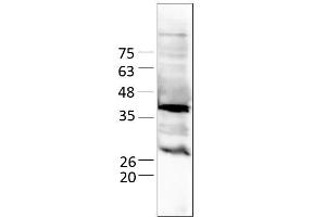 Western Blotting (WB) image for LINE1 Retrotransposable Element 1 (L1RE1) (AA 1-338) protein (Strep Tag) (ABIN3083185)