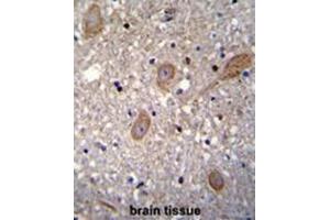BRTC1 Antibody (N-term) immunohistochemistry analysis in formalin fixed and paraffin embedded human brain tissue followed by peroxidase conjugation of the secondary antibody and DAB staining. (BTRC Antikörper  (N-Term))