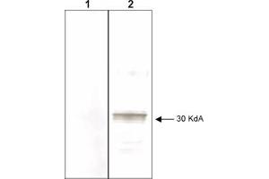 Mab anti-Human LEFTY antibody (clone 7C5G1H6H10) is shown to detect by western blot partially purified recombinant 6X His tagged human LEFTY. (LEFTY2 Antikörper)