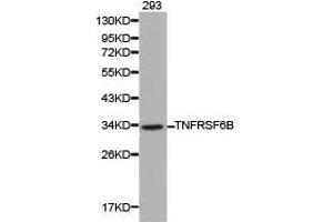 Western Blotting (WB) image for anti-Tumor Necrosis Factor Receptor Superfamily, Member 6b, Decoy (TNFRSF6B) antibody (ABIN1875137) (TNFRSF6B Antikörper)