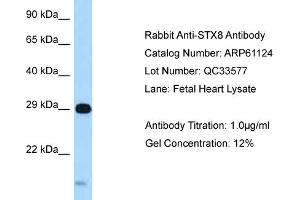 Western Blotting (WB) image for anti-Syntaxin 8 (STX8) (C-Term) antibody (ABIN2788685) (STX8 Antikörper  (C-Term))