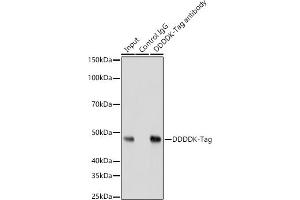Immunoprecipitation analysis of 200 μg extracts of 293Ttransfected with GSK3B Protein cells using 3 μg Mouse anti DDDDK-Tag mAb antibody (ABIN3020558, ABIN3020559, ABIN3020560 and ABIN1512923). (DYKDDDDK Tag Antikörper)