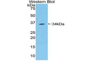 Western blot analysis of the recombinant protein. (Contactin 1 Antikörper  (AA 736-1003))