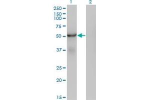 SNX25 Antikörper  (AA 1-483)
