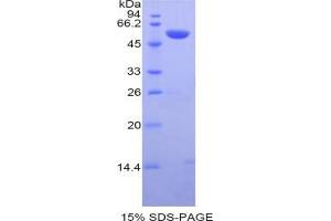 SDS-PAGE analysis of Mouse Caspase 14 Protein. (CASP14 Protein)