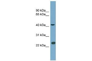 ART3 antibody used at 0.
