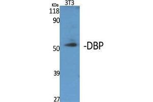 Western Blot (WB) analysis of specific cells using DBP Polyclonal Antibody.