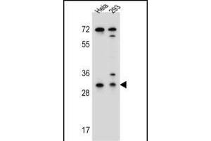 EFNB2 Antibody (Center) (ABIN655599 and ABIN2845084) western blot analysis in Hela,293 cell line lysates (35 μg/lane).
