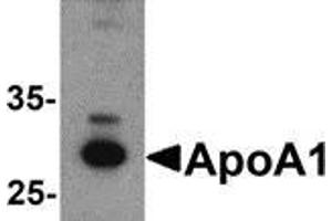Western blot analysis of ApoA1 in chicken liver tissue lysate with ApoA1 antibody at 1 μg/ml. (APOA1 Antikörper  (C-Term))