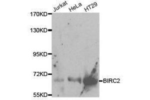 Western Blotting (WB) image for anti-Baculoviral IAP Repeat Containing 2 (BIRC2) antibody (ABIN1871293)