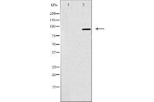 Western blot analysis of extracts from K562 cells, using NOC3L antibody. (NOC3L Antikörper  (Internal Region))