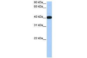 NOL5A antibody used at 0. (NOP56 Antikörper)