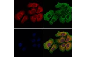 ABIN6259828 and ABIN6278001 staining Hela cells by IF/ICC. (AGR2 Antikörper  (N-Term))