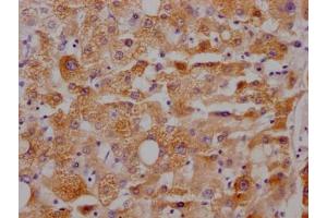 IHC image of ABIN7127448 diluted at 1:100 and staining in paraffin-embedded human liver tissue performed on a Leica BondTM system. (Rekombinanter CYP3A4 Antikörper)