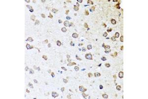 Immunohistochemistry of paraffin-embedded mouse brain using SERPINA10 antibody. (SERPINA10 Antikörper  (AA 165-444))