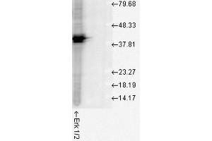 Western blot analysis of Human Cell line lysates showing detection of ERK1 protein using Rabbit Anti-ERK1 Polyclonal Antibody . (ERK1 Antikörper  (PE))